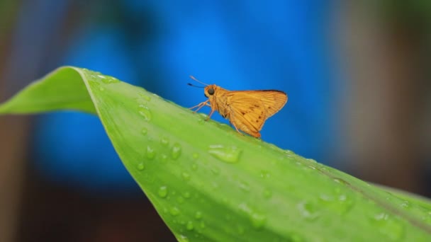 Farfalla Arancione Sullo Sfondo Della Natura Animale Insetto Potanthus Grande — Video Stock