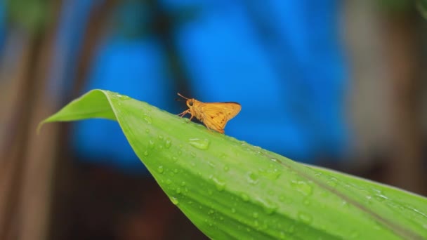 Orange Fjäril Naturen Bakgrund Insektsdjur Potanthus Ett Stort Släkte Skeppare — Stockvideo