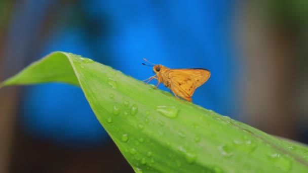 Farfalla Arancione Sullo Sfondo Della Natura Animale Insetto Potanthus Grande — Video Stock