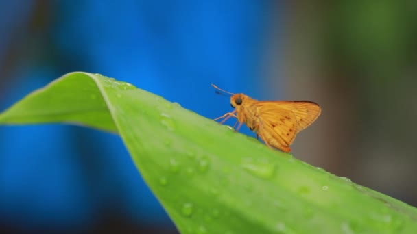 Orangefarbener Schmetterling Auf Naturhintergrund Insektenstier Potanthus Ist Eine Große Gattung — Stockvideo
