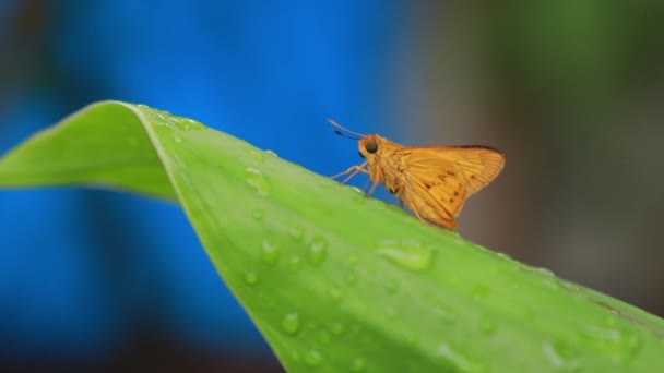 Farfalla Arancione Sullo Sfondo Della Natura Animale Insetto Potanthus Grande — Video Stock