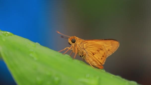 Mariposa Naranja Fondo Naturaleza Animal Insecto Potanthus Género Mariposas Familia — Vídeo de stock