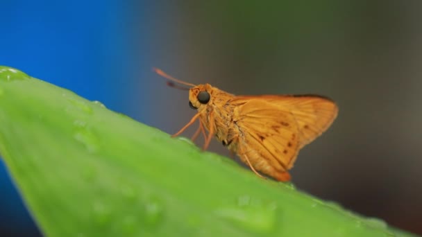 Orange Fjäril Naturen Bakgrund Insektsdjur Potanthus Ett Stort Släkte Skeppare — Stockvideo