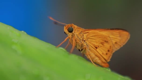 Oranžový Motýl Přírodním Pozadí Hmyzí Zvíře Potanthus Velký Rod Skipper — Stock video