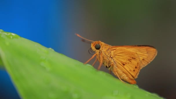 Turuncu Kelebek Doğa Arka Planında Böcek Hayvanı Potanthus Büyük Bir — Stok video