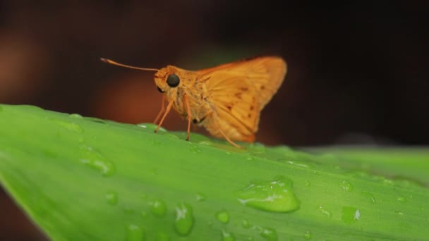 Orange Fjäril Naturen Bakgrund Insektsdjur Potanthus Ett Stort Släkte Skeppare — Stockvideo