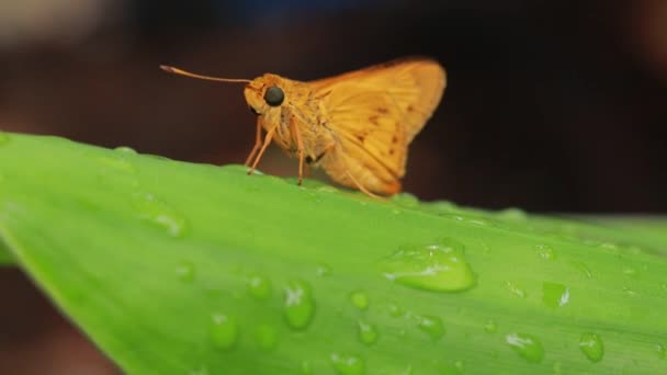 Πορτοκαλί Πεταλούδα Στο Φόντο Της Φύσης Ζώο Εντόμων Potanthus Είναι — Αρχείο Βίντεο