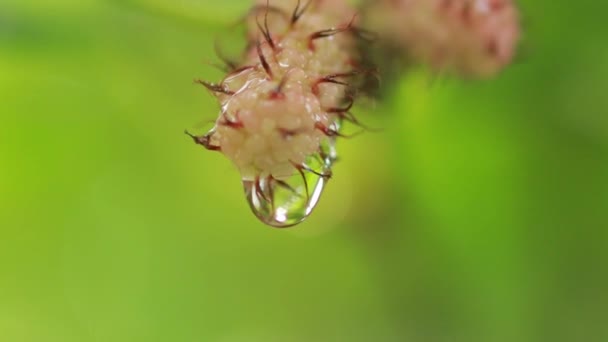 Primeros Planos Vista Naturaleza Hoja Verde Sobre Fondo Vegetación Borrosa — Vídeo de stock