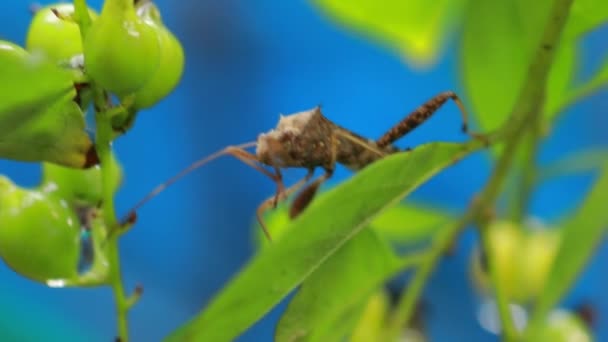 Primeros Planos Vista Naturaleza Hoja Verde Sobre Fondo Vegetación Borrosa — Vídeo de stock