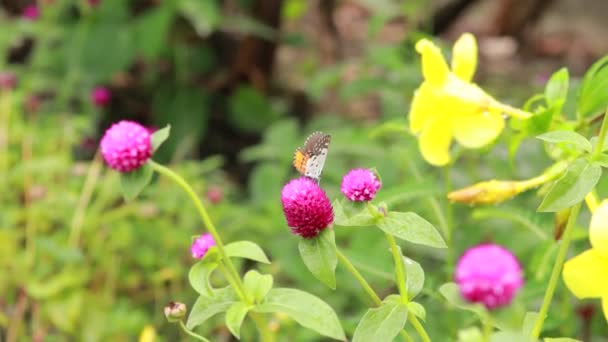 Primo Piano Farfalla Impollinare Fiore Rosa Giardino Sfondo Verde Sfocato — Video Stock