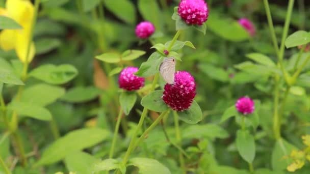 Primo Piano Farfalla Impollinare Fiore Rosa Giardino Sfondo Verde Sfocato — Video Stock