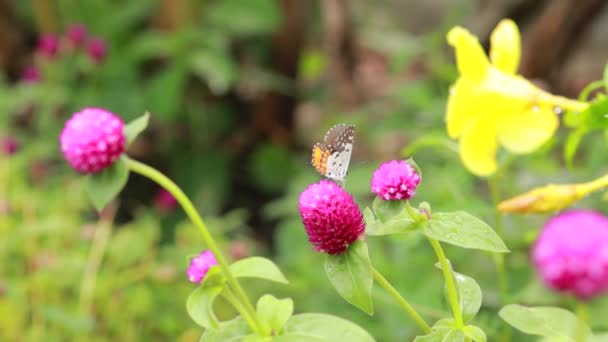 Крупним Планом Метелик Запилення Рожевій Квітці Саду Розмитий Зелений Фон — стокове відео