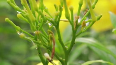 Arka plan olarak doğal yeşil bitkiler manzarası, ekoloji, taze duvar kağıdı konseptini kullanarak arka planda metin için kopyalama alanı bulunan bulanık yeşil arkaplan üzerindeki yeşil yaprağın yakın doğa görünümü.