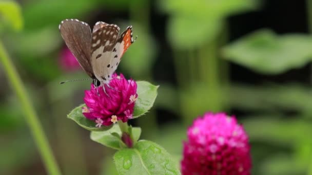 Close Butterfly Polinizar Sobre Una Flor Rosa Jardín Fondo Verde — Vídeos de Stock