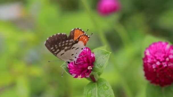 Detailní záběr motýla opylování na růžovém květu v zahradě, rozmazané zelené pozadí, extrémní zblízka s podsvícením.