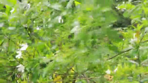 Gros plan vue de la nature de la feuille verte sur fond de verdure floue dans le jardin avec un espace de copie pour le texte en utilisant comme arrière-plan naturel des plantes vertes paysage, écologie, concept de papier peint frais.