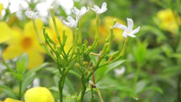 背景として自然緑の植物の風景 生態学 新鮮な壁紙のコンセプトを使用してテキストのためのコピースペースと庭の背景にぼやけた緑の葉の閉鎖的な自然ビュー — ストック動画