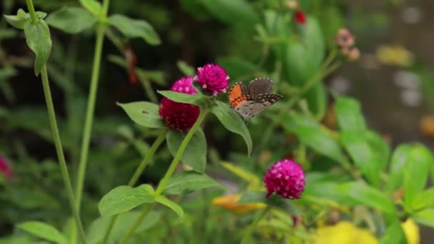 Close Butterfly Zapylanie Różowy Kwiat Ogrodzie Rozmyte Zielone Tło Ekstremalne — Wideo stockowe