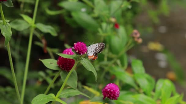 Primo Piano Farfalla Impollinare Fiore Rosa Giardino Sfondo Verde Sfocato — Video Stock