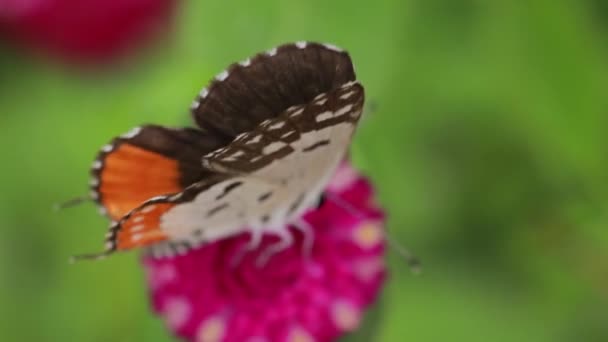 Close Butterfly Pollinating Pink Flower Garden Blurred Green Background Extreme — Stock Video