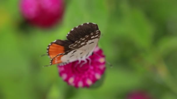 Close Butterfly Pollinating Pink Flower Garden Blurred Green Background Extreme — Stock Video