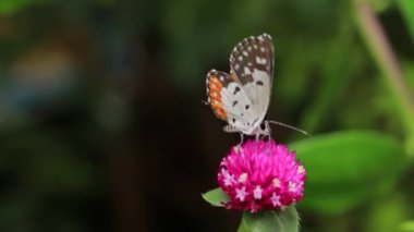 Bahçedeki pembe çiçekte tozlaşan Kelebek 'in yakın çekimi, bulanık yeşil arkaplan, arka planda ışıkla aşırı yakın çekim.