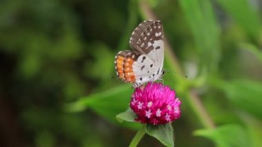 Bahçedeki pembe çiçekte tozlaşan Kelebek 'in yakın çekimi, bulanık yeşil arkaplan, arka planda ışıkla aşırı yakın çekim.
