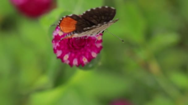 蝶のクローズアップ庭のピンクの花に研磨 ぼやけた緑の背景 バックライトで極端なクローズアップ — ストック動画
