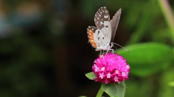 Primo Piano Farfalla Impollinare Fiore Rosa Giardino Sfondo Verde Sfocato — Video Stock