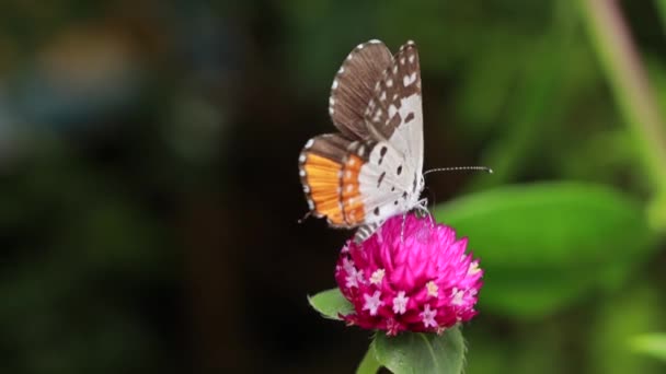 蝶のクローズアップ庭のピンクの花に研磨 ぼやけた緑の背景 バックライトで極端なクローズアップ — ストック動画