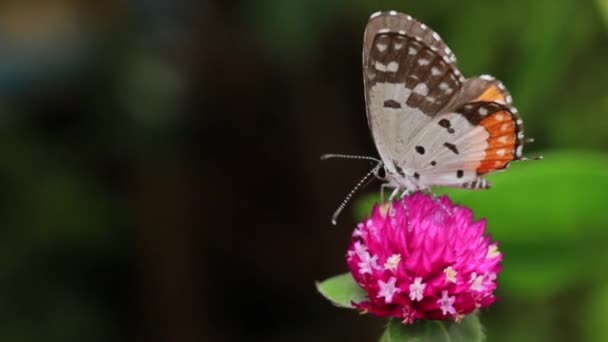 蝶のクローズアップ庭のピンクの花に研磨 ぼやけた緑の背景 バックライトで極端なクローズアップ — ストック動画