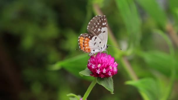 蝶のクローズアップ庭のピンクの花に研磨 ぼやけた緑の背景 バックライトで極端なクローズアップ — ストック動画