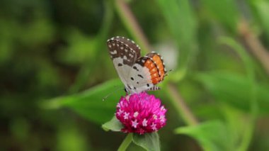 Bahçedeki pembe çiçekte tozlaşan Kelebek 'in yakın çekimi, bulanık yeşil arkaplan, arka planda ışıkla aşırı yakın çekim.