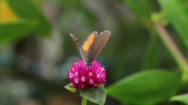 蝶のクローズアップ庭のピンクの花に研磨 ぼやけた緑の背景 バックライトで極端なクローズアップ — ストック動画