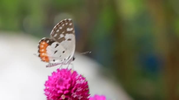 Close Butterfly Zapylanie Różowy Kwiat Ogrodzie Rozmyte Zielone Tło Ekstremalne — Wideo stockowe