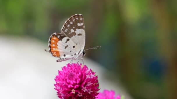 蝶のクローズアップ庭のピンクの花に研磨 ぼやけた緑の背景 バックライトで極端なクローズアップ — ストック動画