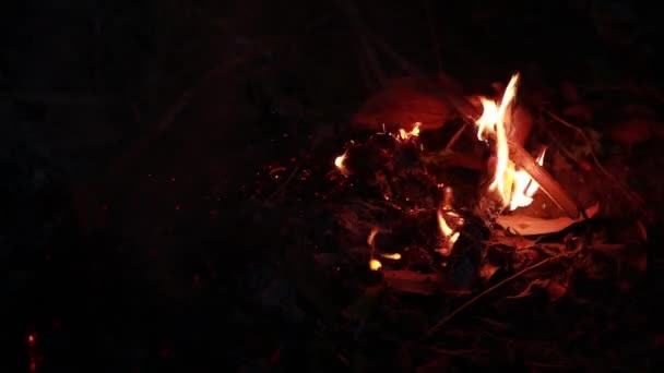 Ogień Liści Kokosowych Czarnym Tle Blaze Ogień Płomień Tekstury Tła — Wideo stockowe