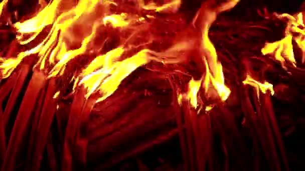 Ogień Liści Kokosowych Czarnym Tle Blaze Ogień Płomień Tekstury Tła — Wideo stockowe