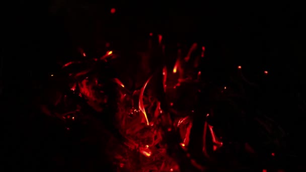 椰子树叶火在黑色背景上燃烧 燃烧火焰纹理背景 靠近被黑色背景隔离的火焰 烧了它摘要火灾背景 — 图库视频影像