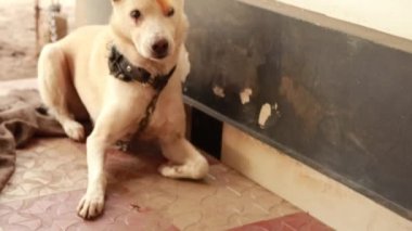 Sevimli Hintli beyaz köpek kumların üzerinde oturuyor, eşsiz bir gülümsemeyle kameraya bakıyor..