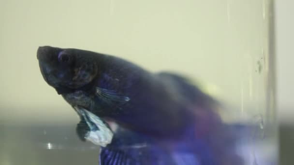 Beautiful Blue Fighter Fish Bowl — Stock Video