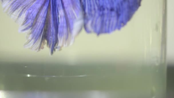 Beau Poisson Chasseur Bleu Dans Bol — Video