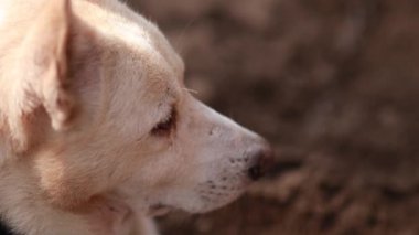 Sevimli Hintli beyaz köpek kumların üzerinde oturuyor, eşsiz bir gülümsemeyle kameraya bakıyor..