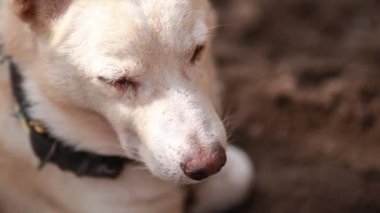 Sevimli Hintli beyaz köpek kumların üzerinde oturuyor, eşsiz bir gülümsemeyle kameraya bakıyor..