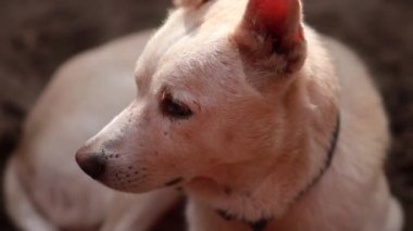 Sevimli Hintli beyaz köpek kumların üzerinde oturuyor, eşsiz bir gülümsemeyle kameraya bakıyor..