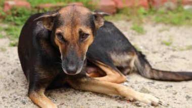 Kumların üzerinde oturan sevimli Hintli kahverengi köpek, eşsiz bir gülümsemeyle kameraya bakıyor..