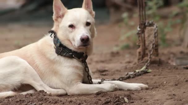 Милий Індійський Білий Собака Сидить Піску Дивлячись Камеру Унікальною Посмішкою — стокове відео