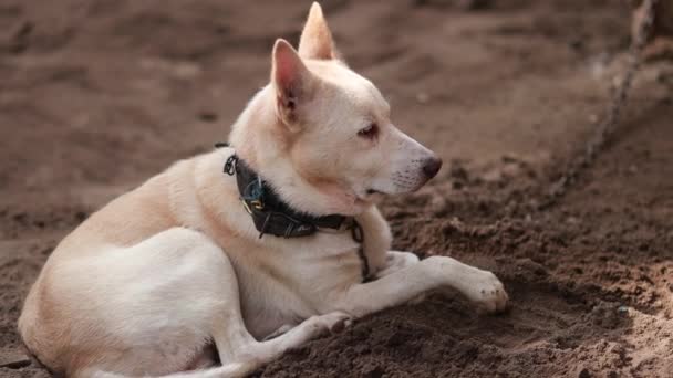 Cute Indian White Dog Sitting Sand Looking Camera Unique Smile — Stock Video