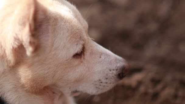 mignon chien indien blanc assis sur le sable, regardant la caméra avec un sourire unique.