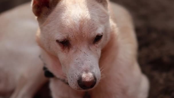 Niedlicher Weißer Indischer Hund Sitzt Auf Sand Und Blickt Mit — Stockvideo